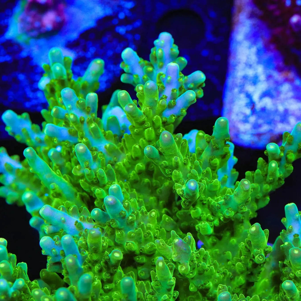 TSA Green Hornet Acropora Coral