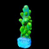 TSA Green Hornet Acropora Coral