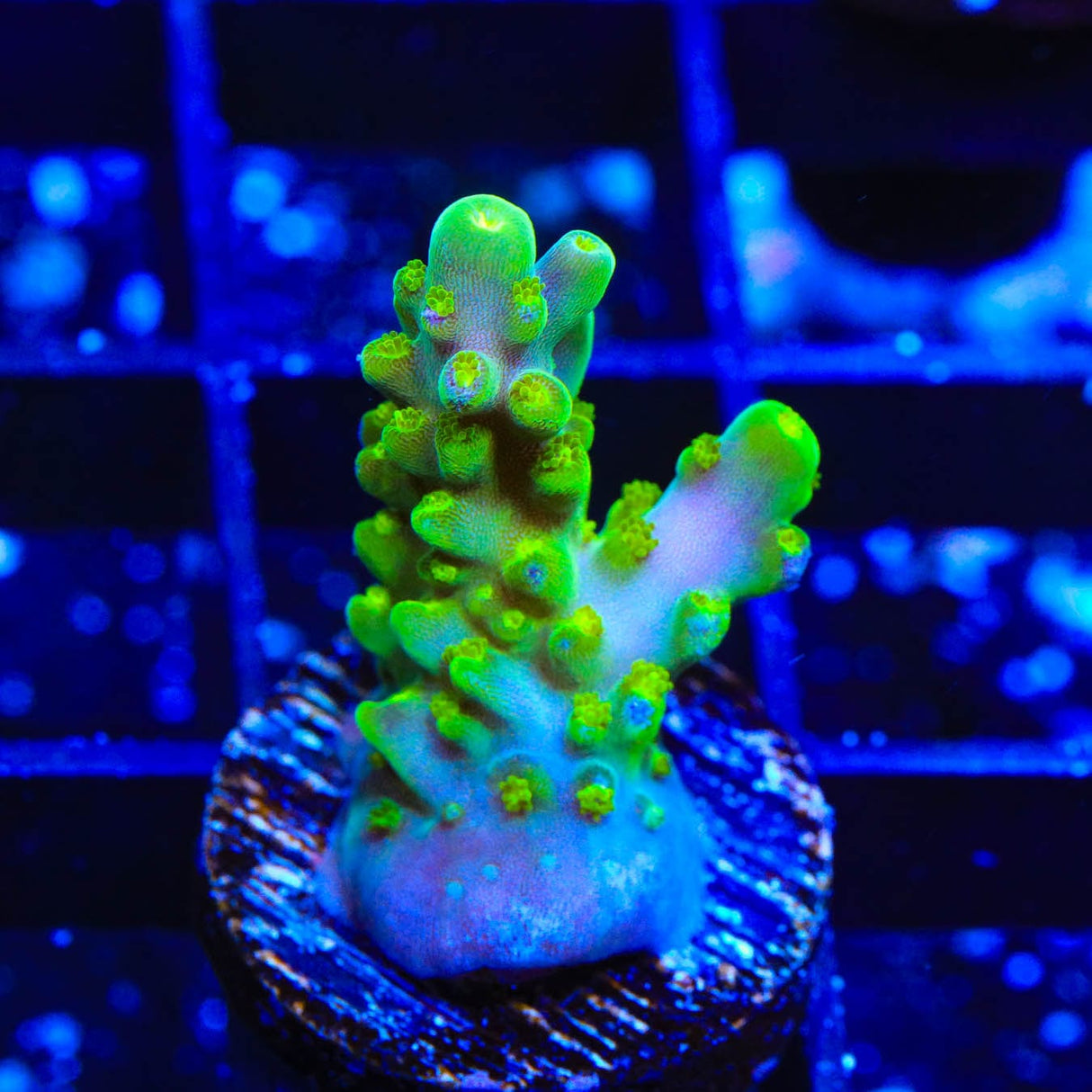 TSA Green Hornet Acropora Coral