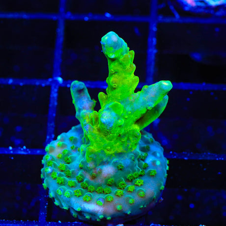 TSA Green Hornet Acropora Coral