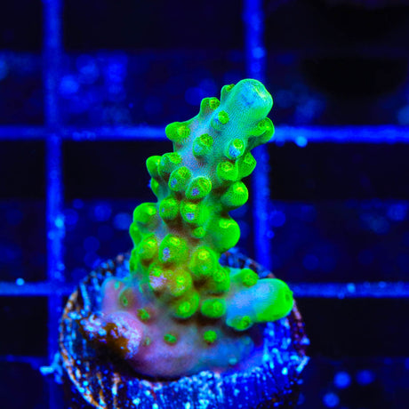 TSA Green Hornet Acropora Coral