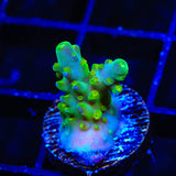 TSA Green Hornet Acropora Coral