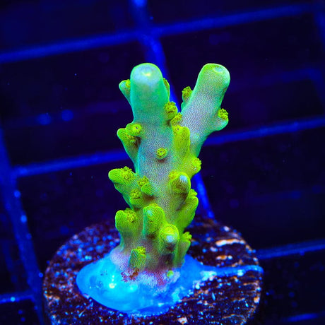 TSA Green Hornet Acropora Coral