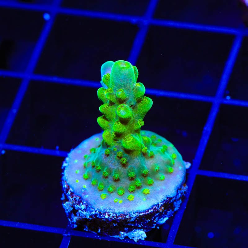 TSA Green Hornet Acropora Coral