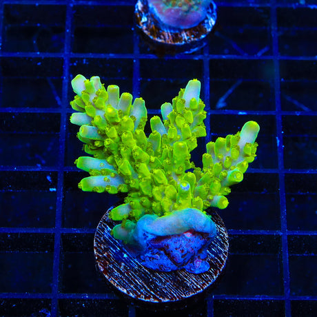 TSA Green Hornet Acropora XL Frag Coral