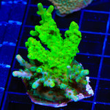 TSA Green Hornet Acropora XL Frag Coral