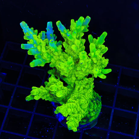 TSA Green Hornet Acropora XL Frag Coral