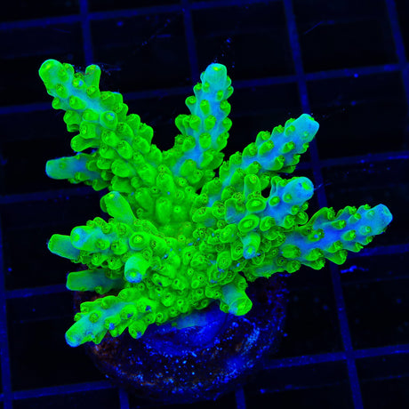 TSA Green Hornet Acropora XL Frag Coral