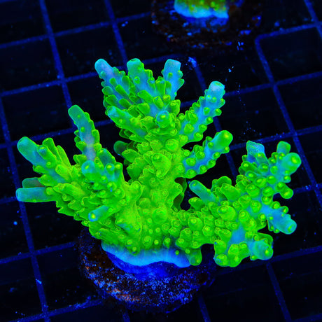 TSA Green Hornet Acropora XL Frag Coral