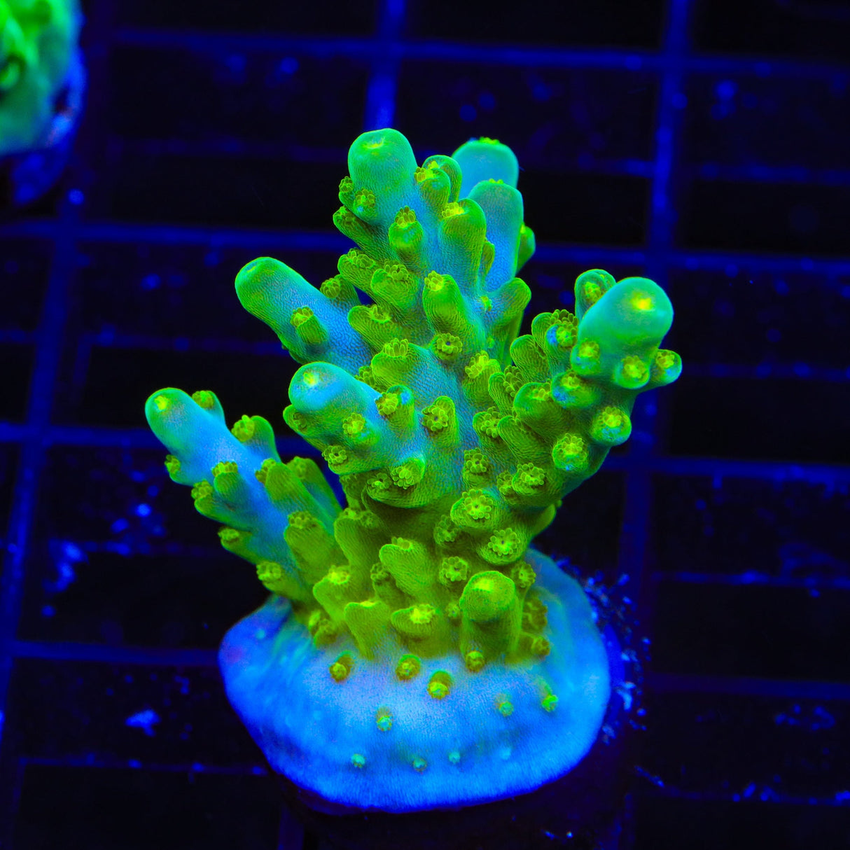 TSA Green Hornet Acropora XL Frag Coral