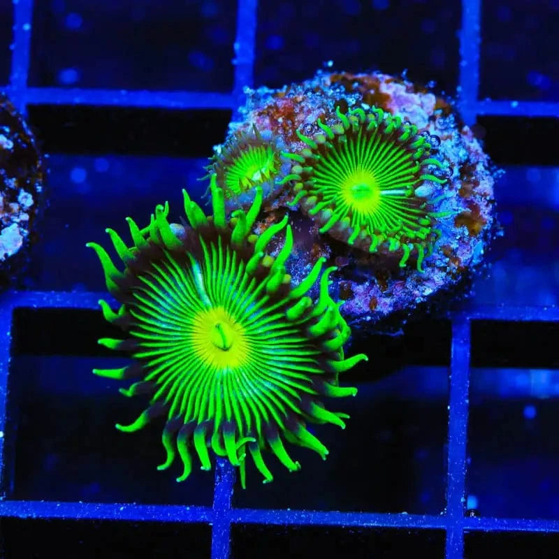 TSA Green Implosion Palythoa Coral