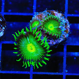 TSA Green Implosion Palythoa Coral