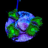 TSA Green Implosion Palythoa Coral