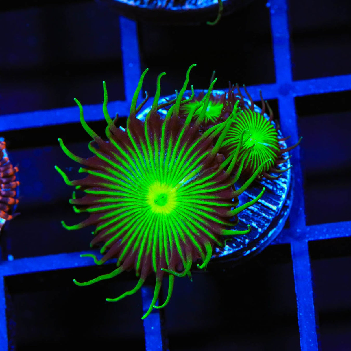 TSA Green Implosion Palythoa Coral