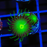 TSA Green Implosion Palythoa Coral