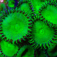 TSA Green Implosion Palythoa Coral