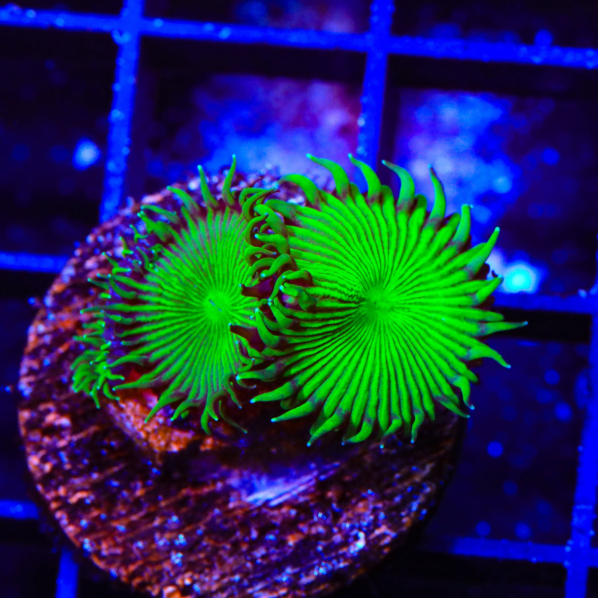 TSA Green Implosion Palythoa Coral