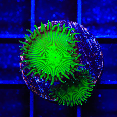 TSA Green Implosion Palythoa Coral