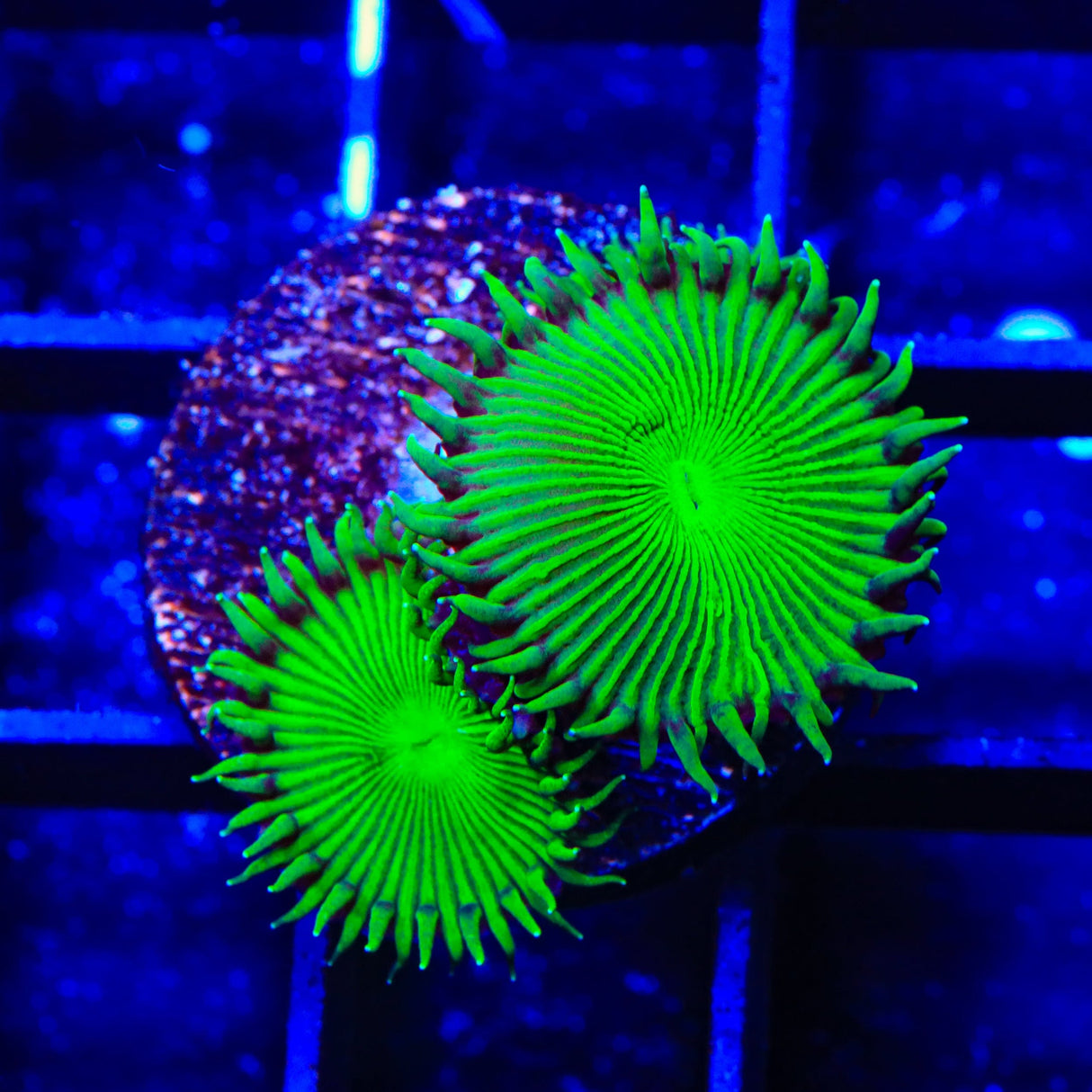 TSA Green Implosion Palythoa Coral
