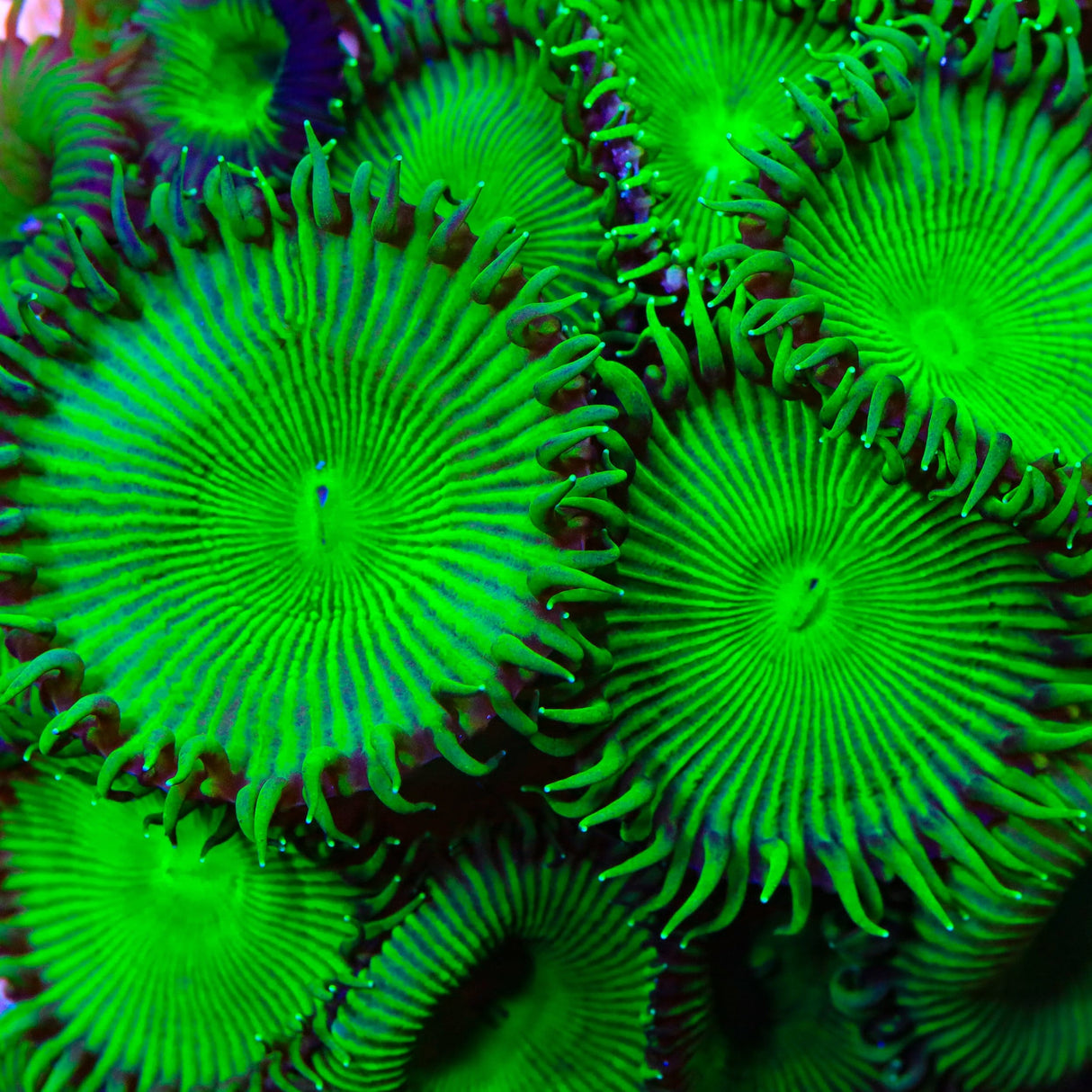 TSA Green Implosion Palythoa Coral
