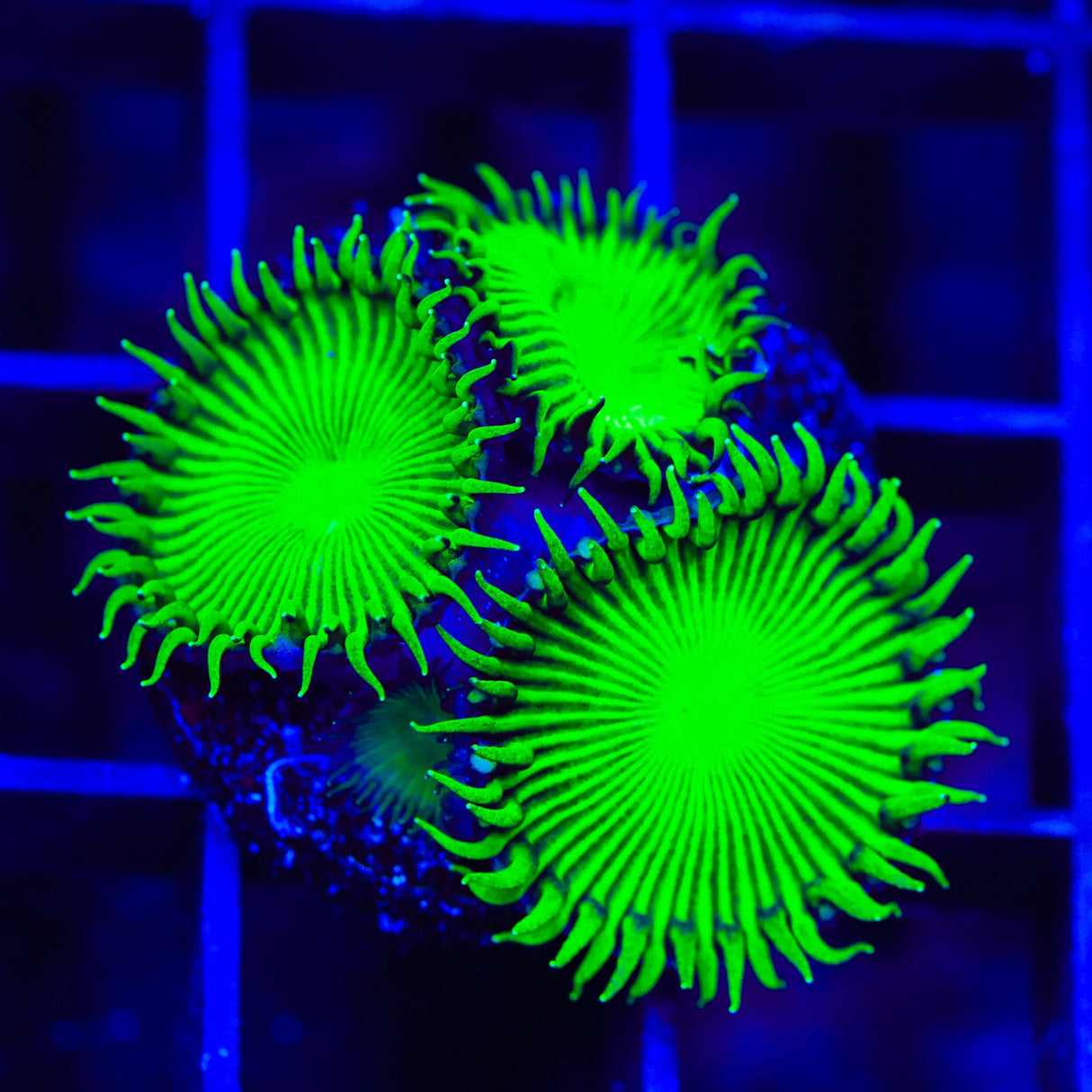 TSA Green Implosion Palythoa Coral