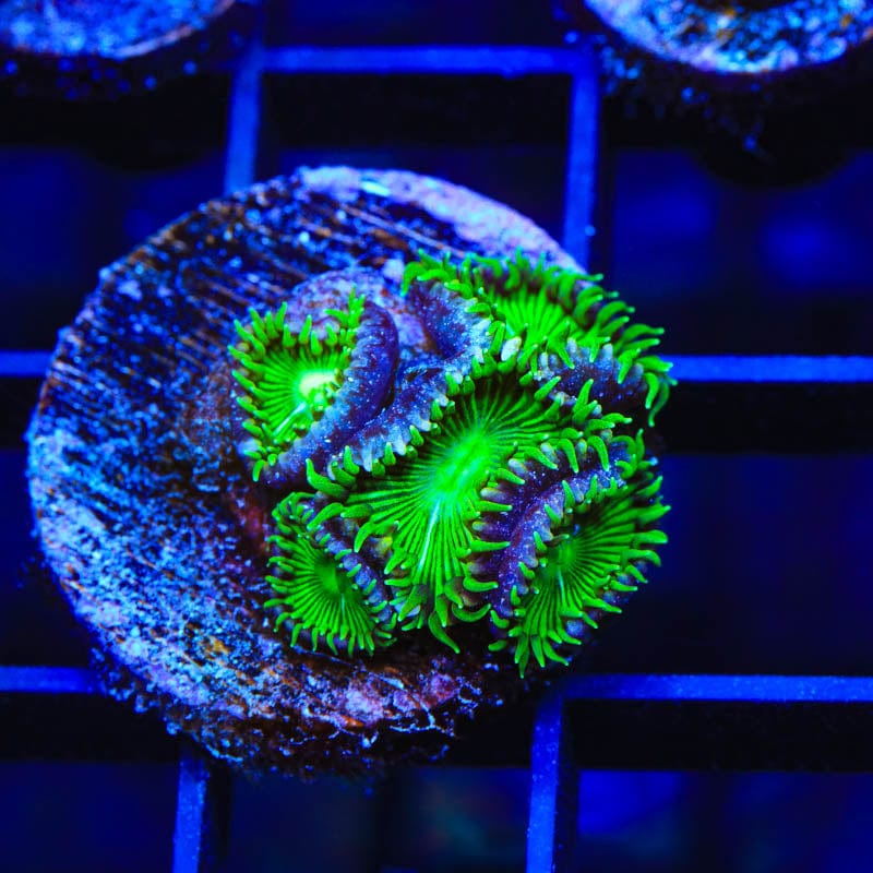 TSA Green Implosion Palythoas Coral