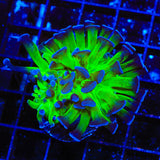 TSA Green Splatter Stalk Hammer Coral
