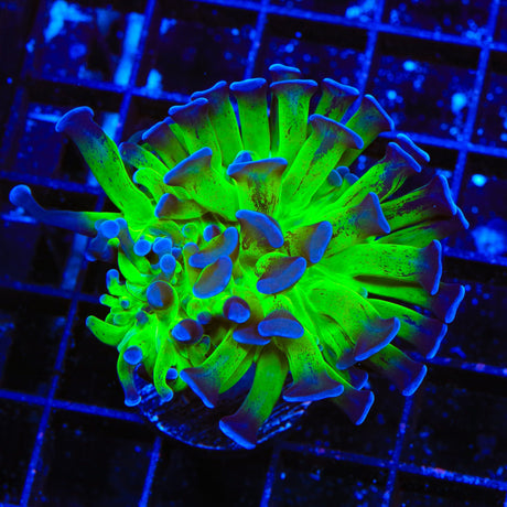 TSA Green Splatter Stalk Hammer Coral