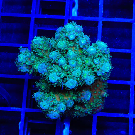 TSA Gremlin Acropora XL Frag Coral