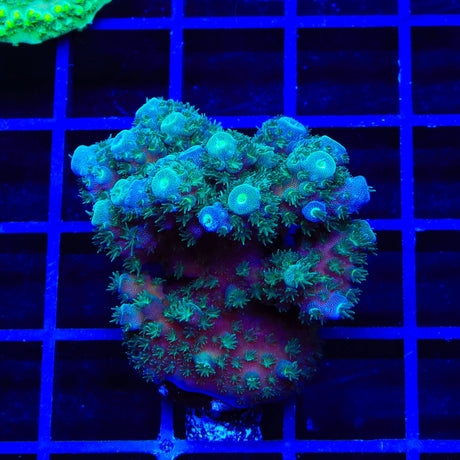 TSA Gremlin Acropora XL Frag Coral