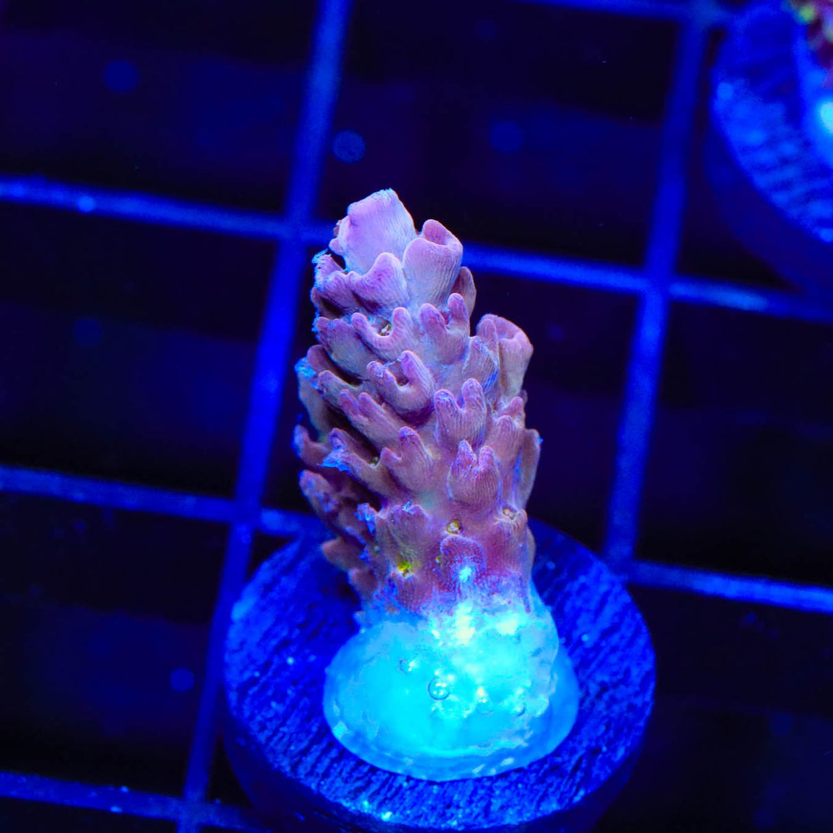 TSA Grimace Acropora Coral