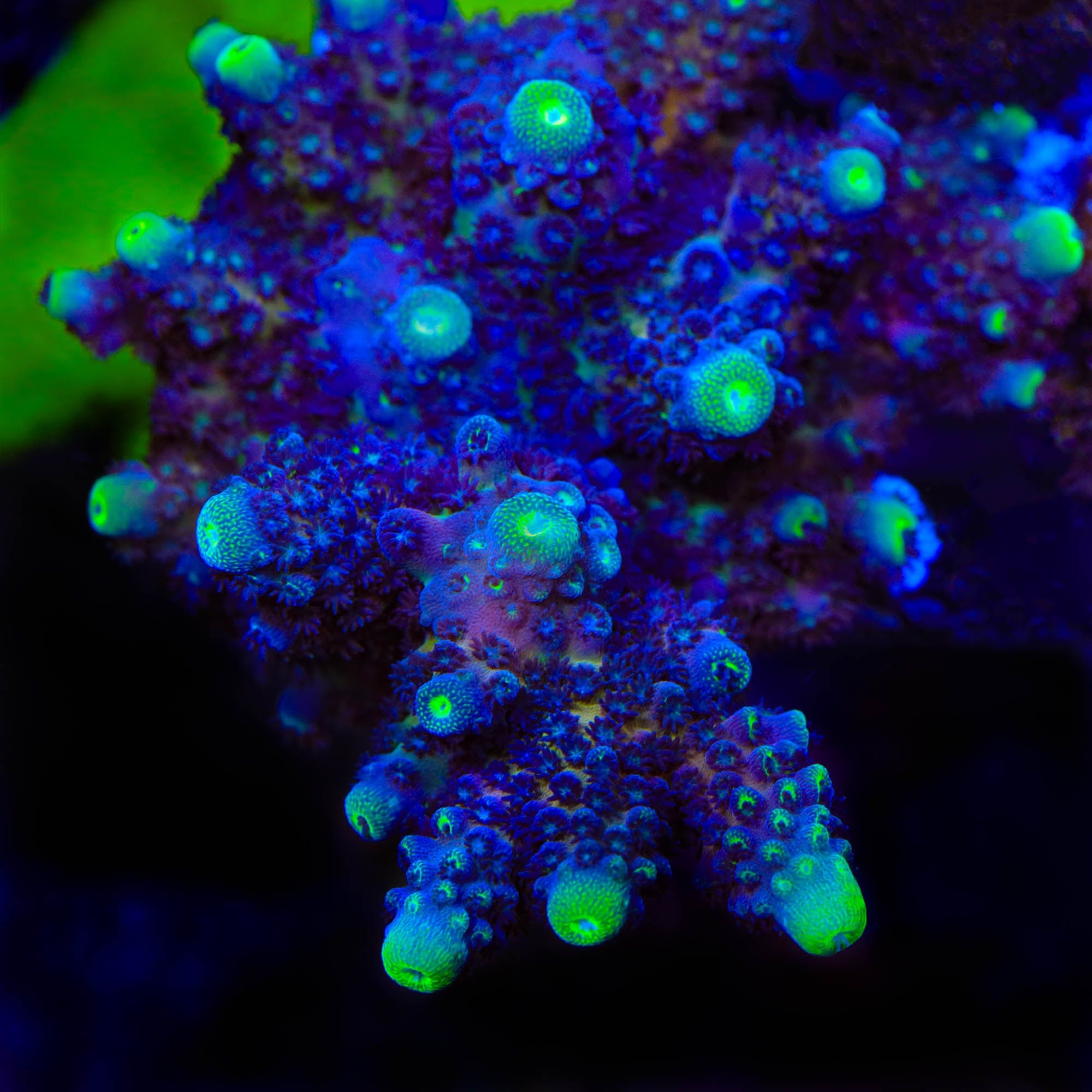arainomegane　AXESQUIN フユゾラ  スミイロ S TSA Grimace Fiji Somoensis Acropora Coral – Top Shelf Aquatics