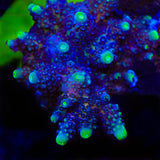 TSA Grimace Fiji Somoensis Acropora Coral