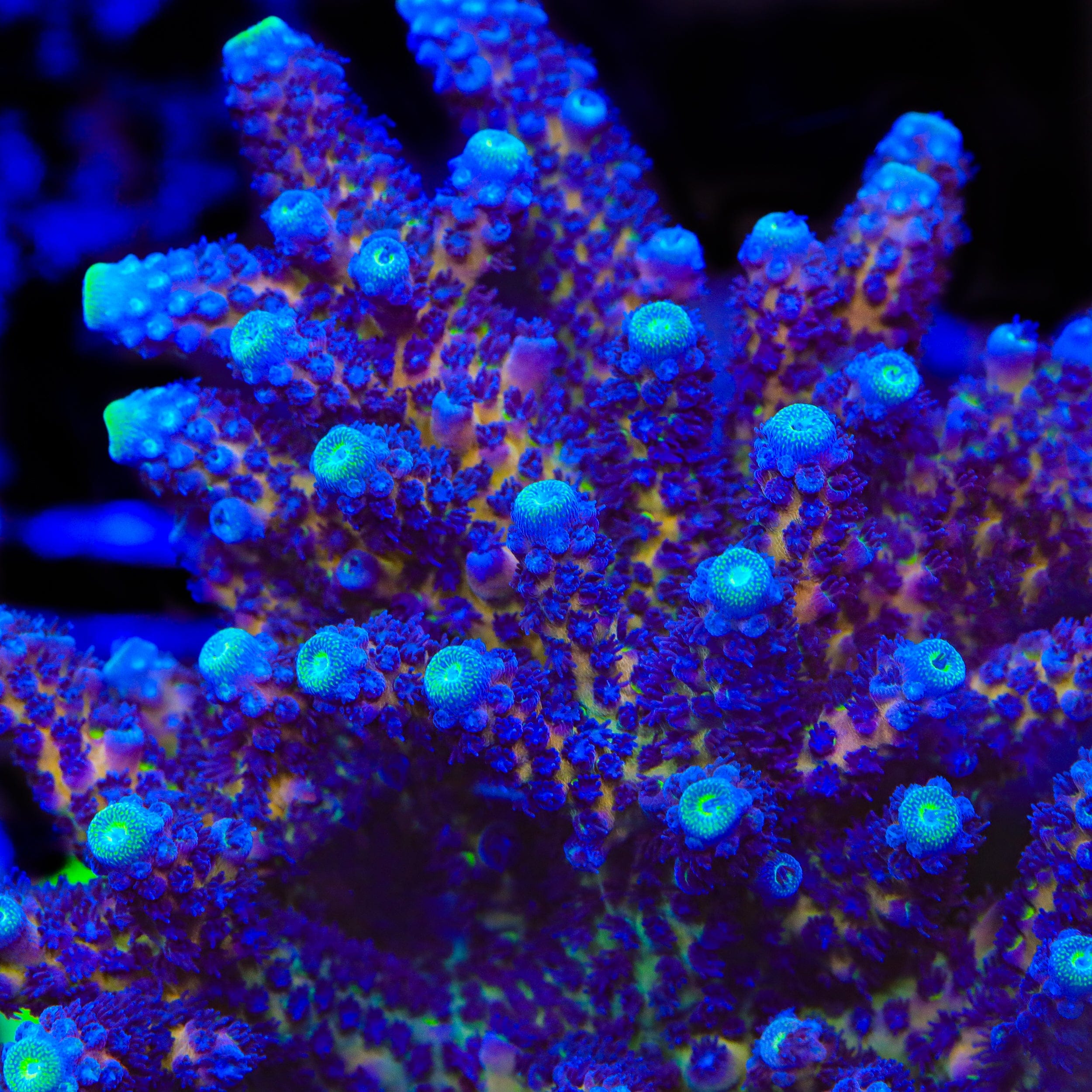 arainomegane　AXESQUIN フユゾラ  スミイロ S TSA Grimace Fiji Somoensis Acropora Coral – Top Shelf Aquatics