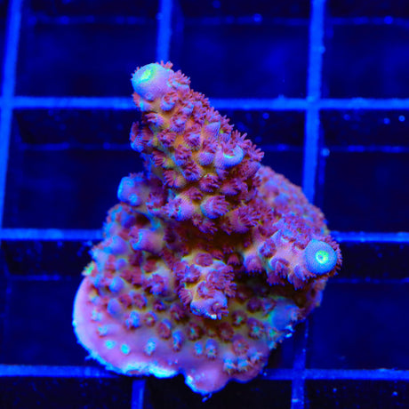 TSA Grimace Fiji Somoensis Acropora Coral
