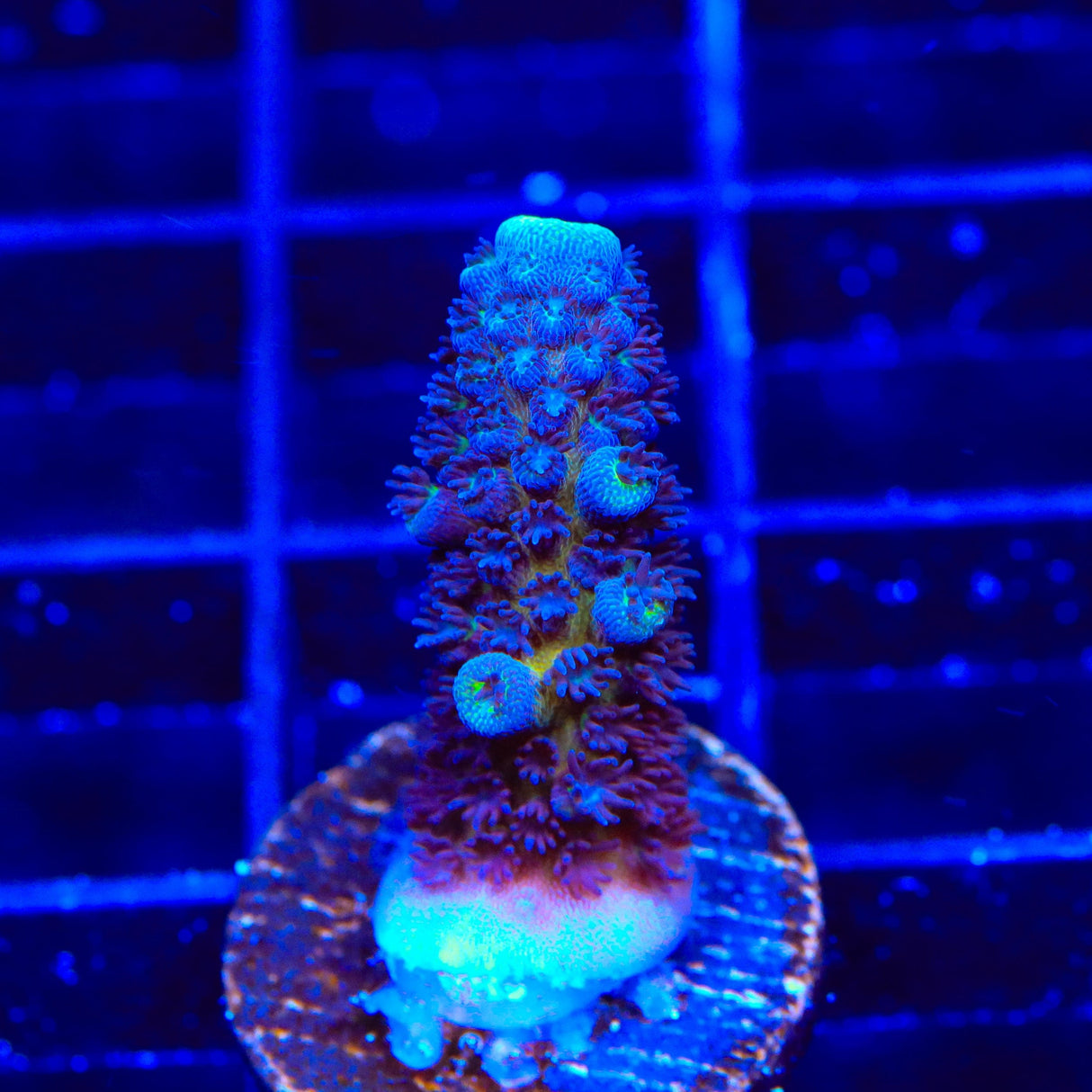 TSA Grimace Fiji Somoensis Acropora Coral