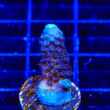 TSA Grimace Fiji Somoensis Acropora Coral