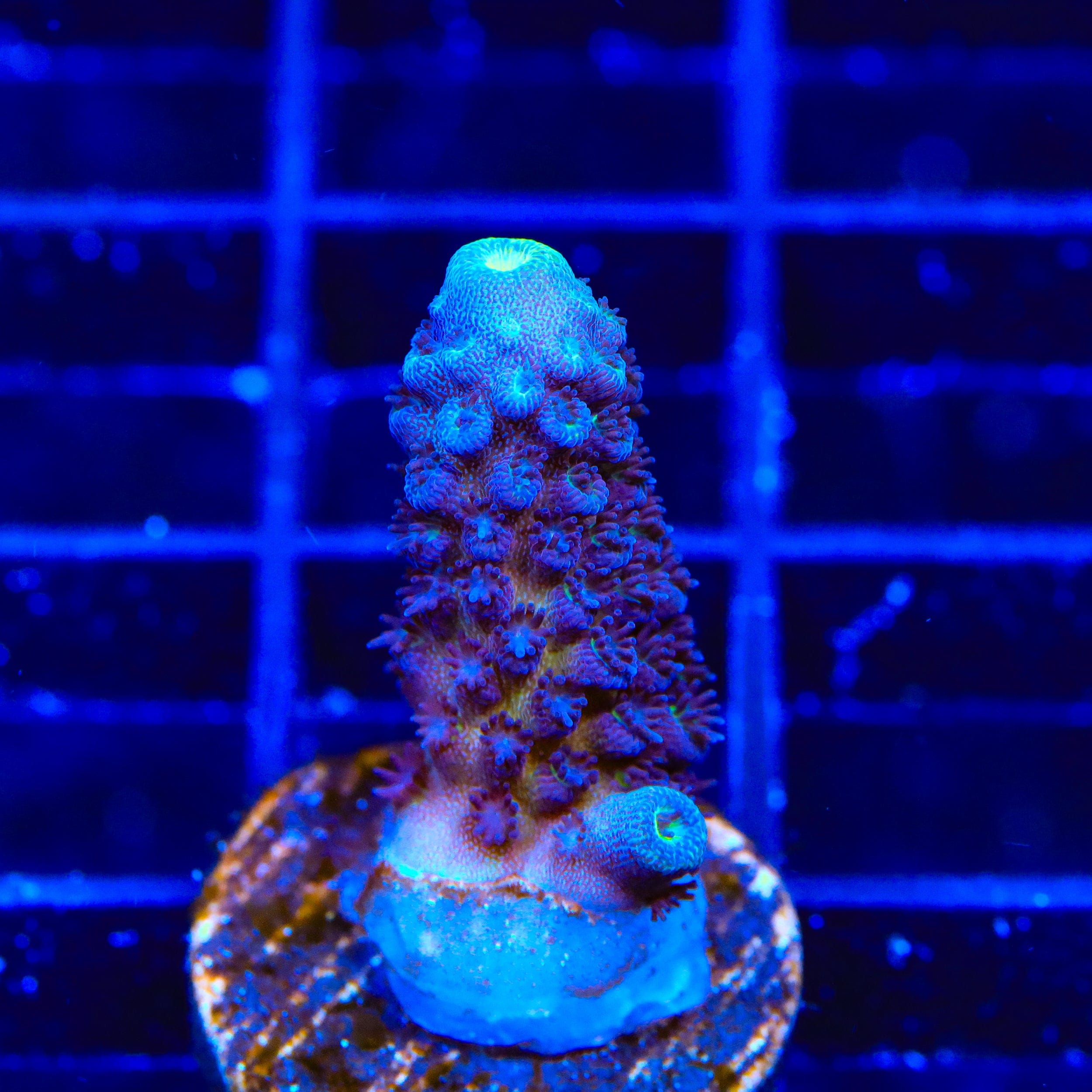 TSA Grimace Fiji Somoensis Acropora Coral