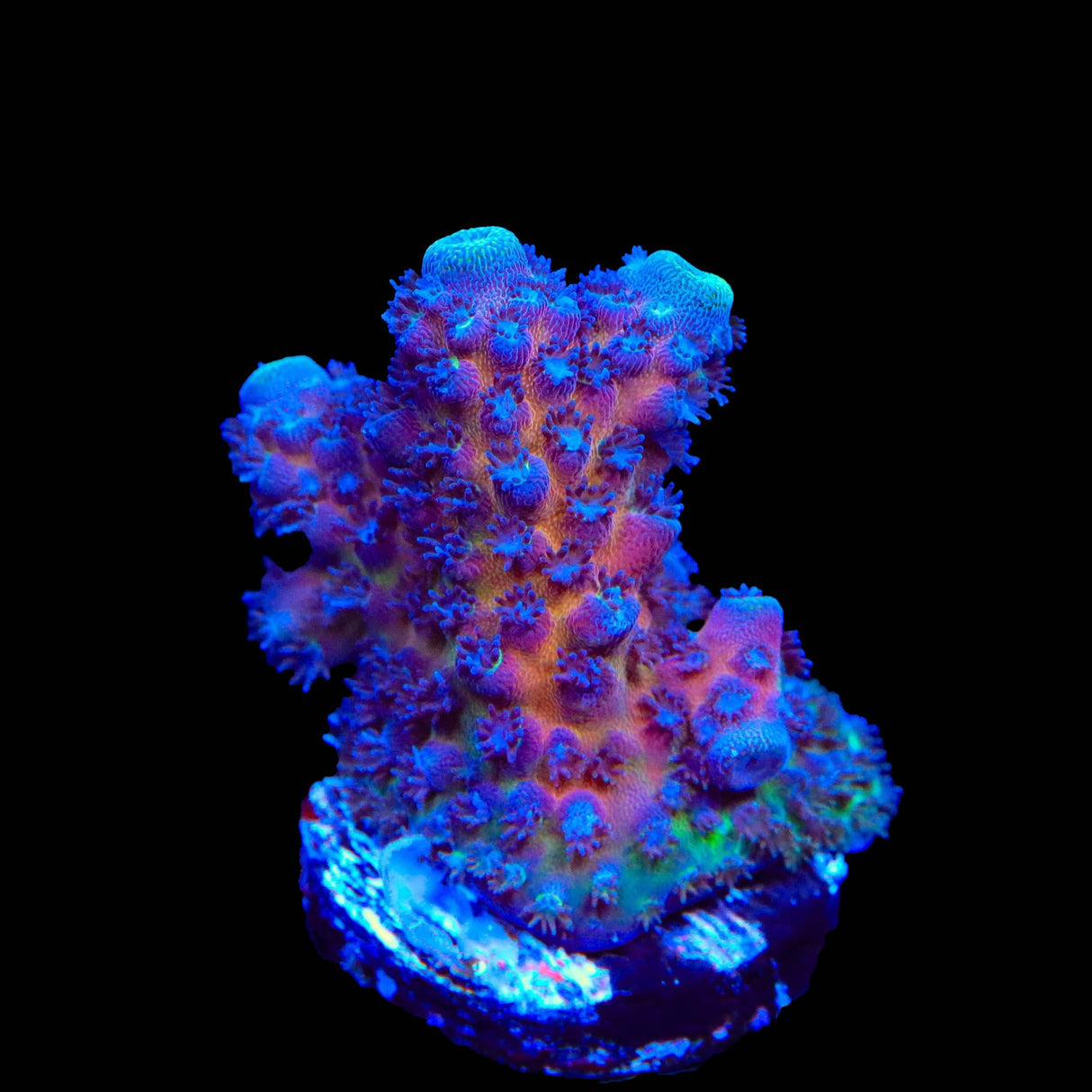 TSA Grimace Fiji Somoensis Acropora Coral