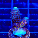 TSA Grimace Fiji Somoensis Acropora Coral
