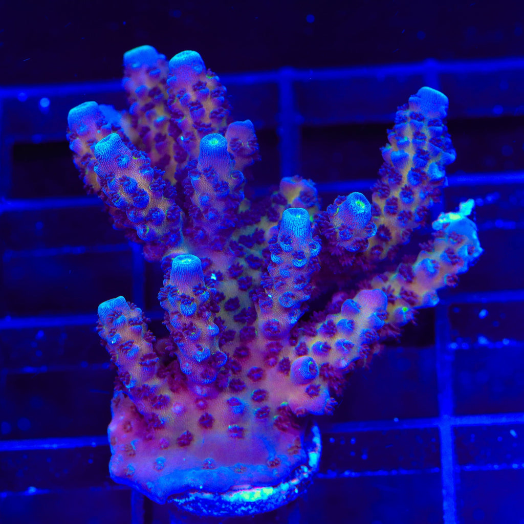 TSA Grimace Fiji Somoensis Acropora Coral