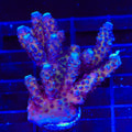 TSA Grimace Fiji Somoensis Acropora Coral