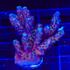TSA Grimace Fiji Somoensis Acropora Coral