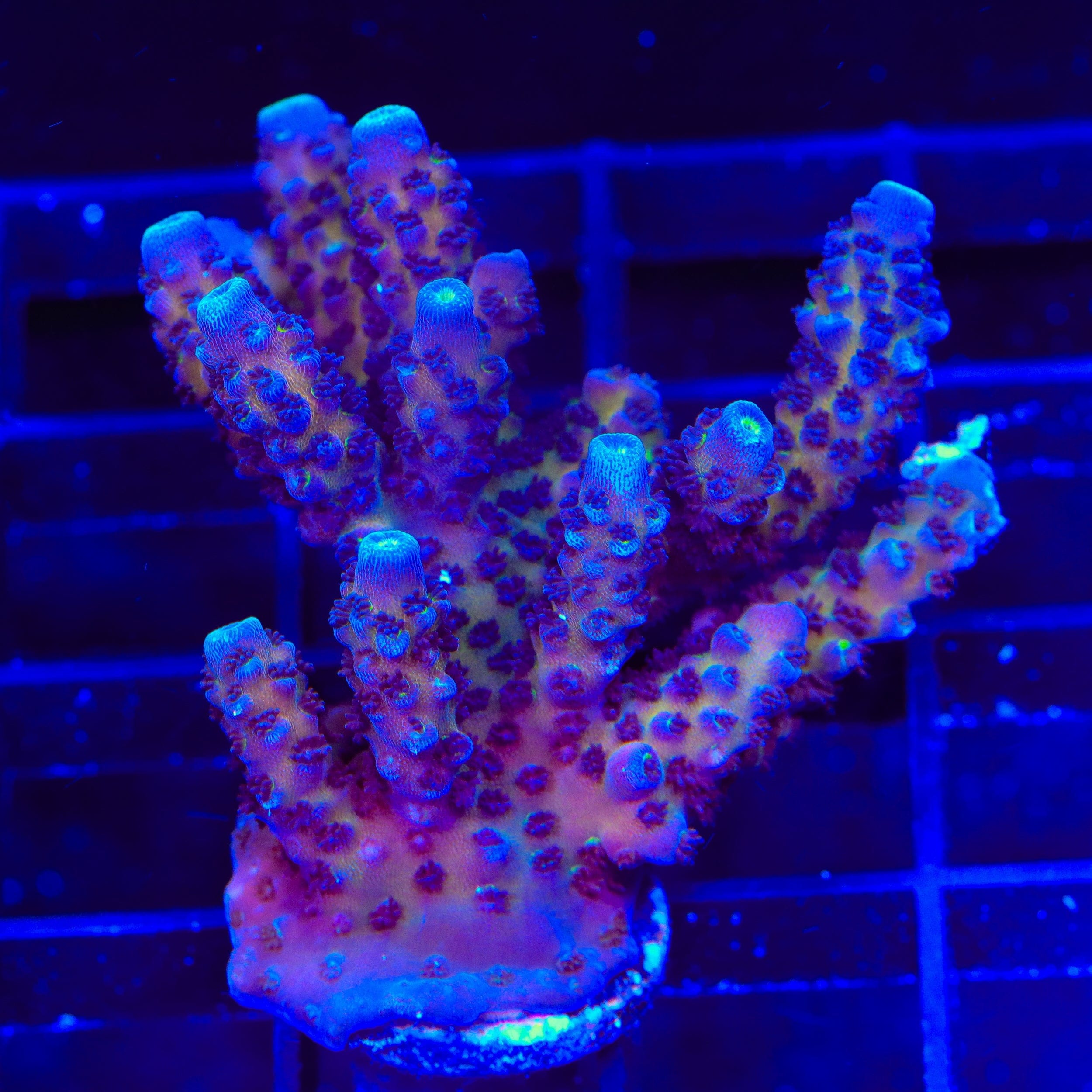 TSA Grimace Fiji Somoensis Acropora Coral