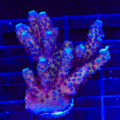 TSA Grimace Fiji Somoensis Acropora Coral
