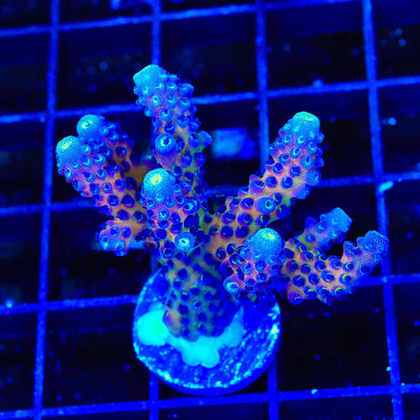 TSA Grimace Fiji Somoensis Acropora XL Frag Coral