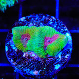 TSA Grinch Favia Coral