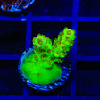 TSA Grinch Sarmentosa Acropora Coral