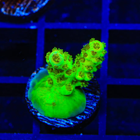 TSA Grinch Sarmentosa Acropora Coral