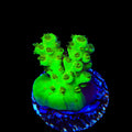 TSA Grinch Sarmentosa Acropora Coral